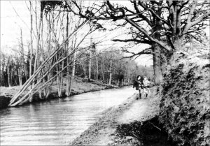 storm damage at Dogmersfield (27K)